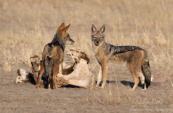 384 Black-backed jackal (Lupulella mesomelas) - Kagalagadi Transfrontier Park SA
