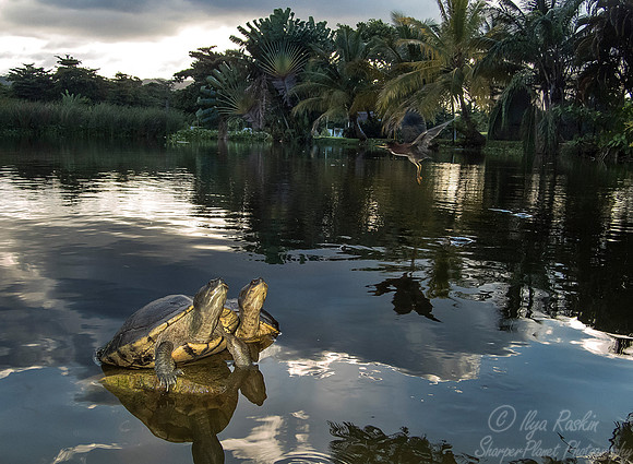 066 Jamaican Sliders (Trachemys terrapen) - Jamaica
