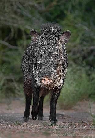 231 Javelina or peccary (Tayassu tajacu) - TX