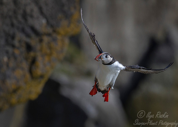 060 Atlantic Puffin (Fratercula arctica) - Iceland