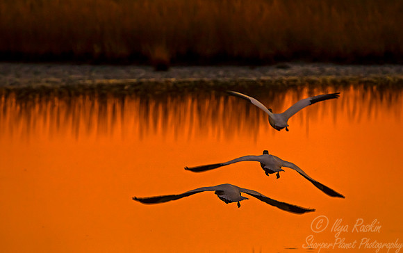 173 Snow Geese  (Chen caerulescens) - NJ