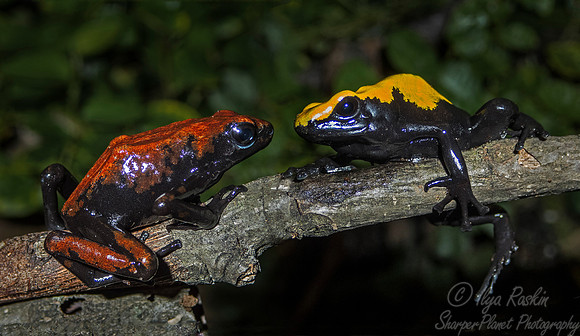 068 Dart Frogs (Dendrobates galactonotus) - NJ