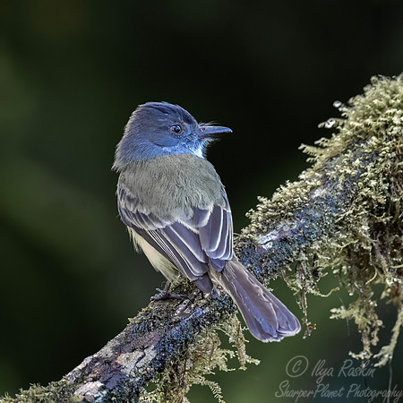 727 Dusky-capped flycatcher (Myiarchus tuberculifer) - Ecuador