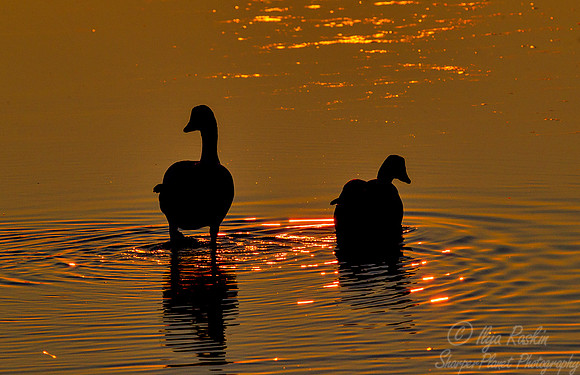 171 Snow Geese  (Chen caerulescens) - NJ