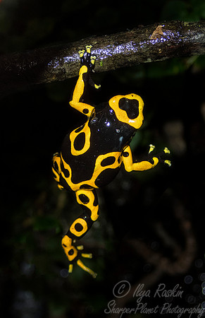 071 Dart Frog (Dendrobates  leucomelas) - NJ