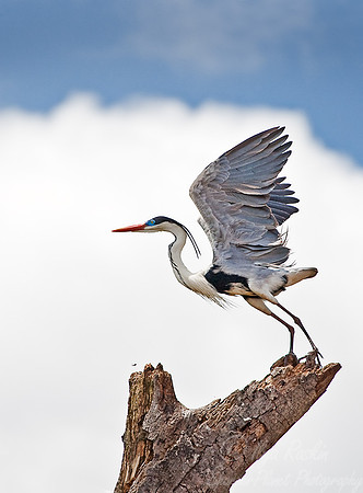 016_Cocoi heron 2_Pantanal_Brazil
