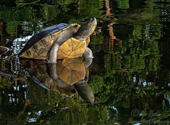 065 Jamaican Slider (Trachemys terrapen) - Jamaica