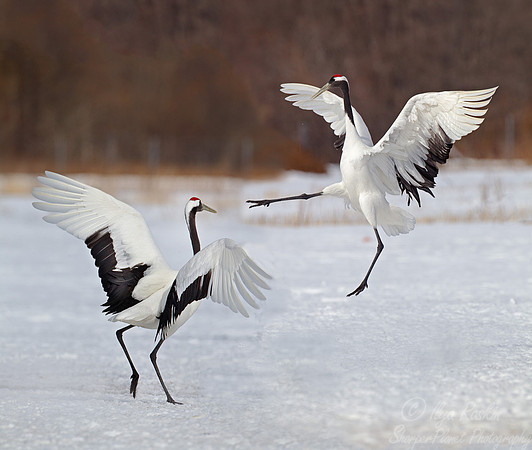 061 Red-crowned Cranes (Grus japonensis) - Hokkaido Japan