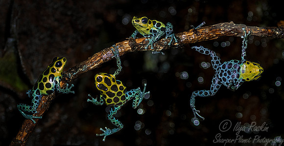078 Dart Frogs (Ranitomeya imitator) - NJ