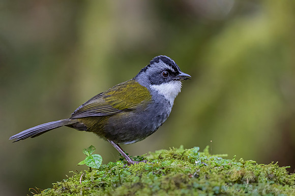 530 Gray-browed brushfinch (Arremon assimilis) - Colombia cloud forest