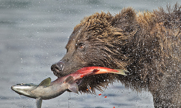 015 Brown Bear (Ursus arctos) - Kamchatka Russia