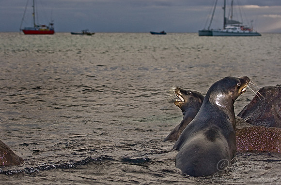 017_Galapagos Sea Lions_Ecuador