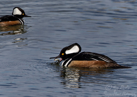 193 Hooded Mergansers (Lophodytes cucullatus) - NJ