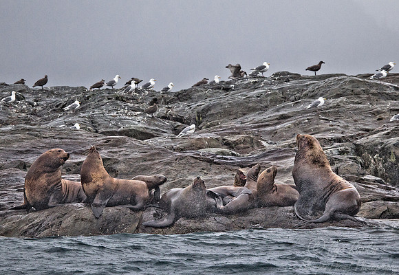 072 Steller Sea Lions (Eumetopias jubatus) AK