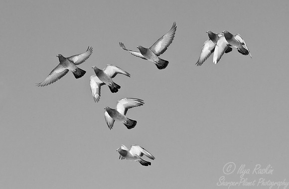 085 Feral pigeon (Columba livia) - Hokkaido Japan