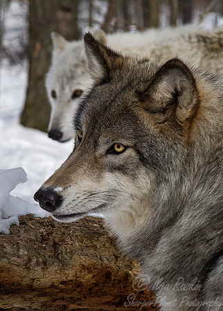 102 Gray Wolves (Canis lupus) - NJ