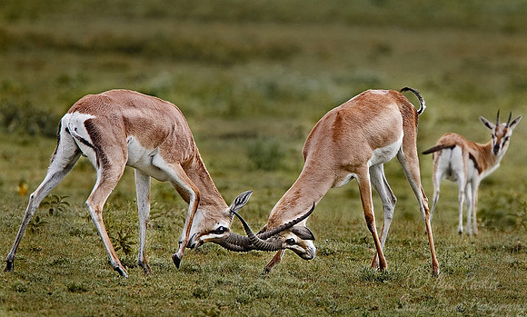 022_Thomson's Gazelle_Tanzania