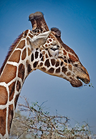 064_Girafe_Kenya