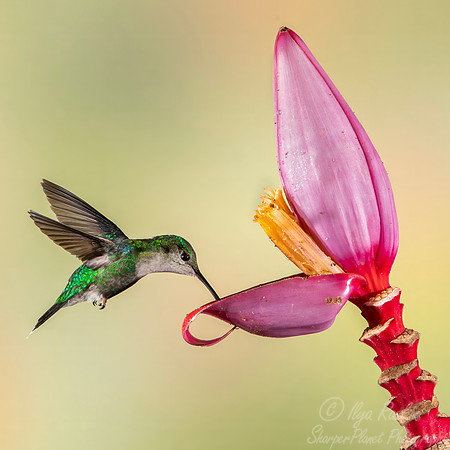 434 Steely-vented hummingbird (Saucerottia saucerottei) - Colombia cloud forest