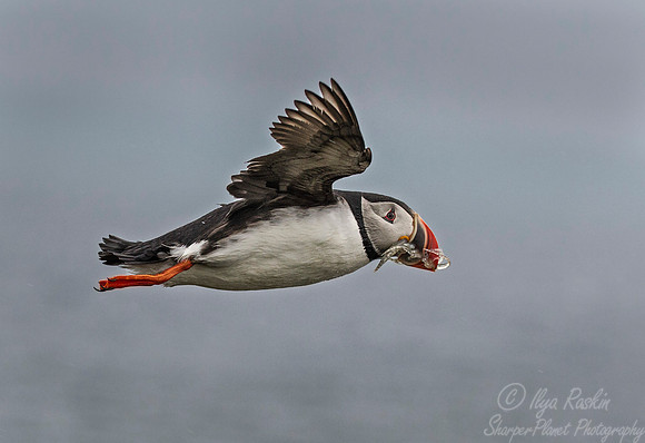 061 Atlantic Puffin (Fratercula arctica) - Iceland