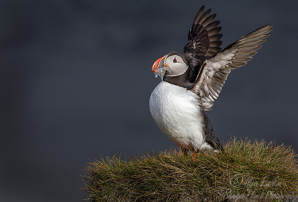 053 Atlantic Puffin (Fratercula arctica) - Iceland
