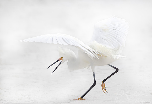 178 Snowy Egret (Egretta thula) FL