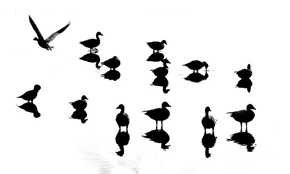 170 Snow Geese  (Chen caerulescens) - NJ