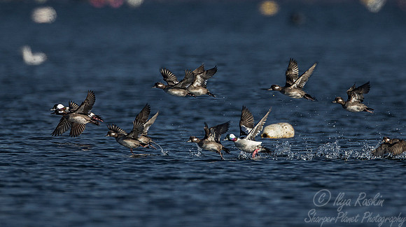 190 Bufflehead (Bucephala albeola) - RI