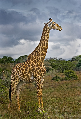 074_Giraffe_South Africa