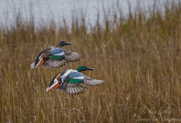 162 Northern shovelers (Anas clypeata) - NJ