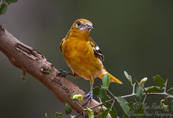 081 Baltimore oriole (Icterus galbula) - Texas