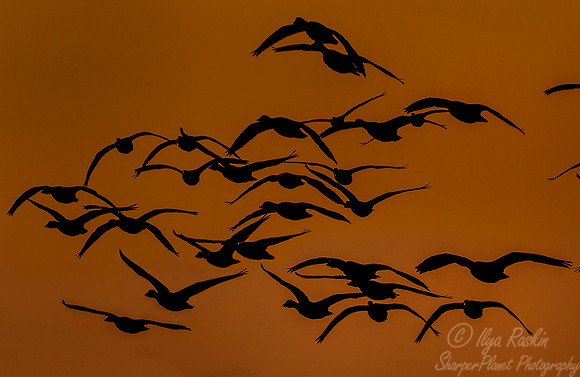 177 Snow Geese  (Chen caerulescens) - NJ