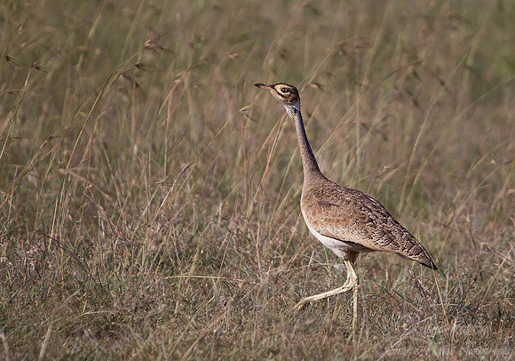 044 White-bellied Bustard (Eupodotis senegalensis) - Masai mara Kenya
