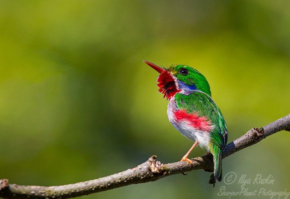 121 Cuban Tody (Todus multicolor) - Cuba