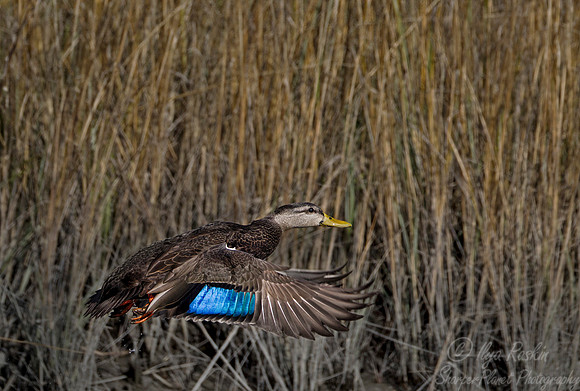 184 American Black Duck (Anas rubripes) - NJ