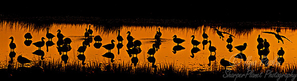 165 Snow Geese  (Chen caerulescens) - NJ