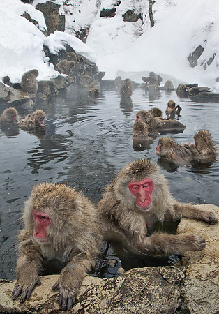 037 Japanese macaques (Snow monkeys)(Macaca fuscata) - Nagano Japan