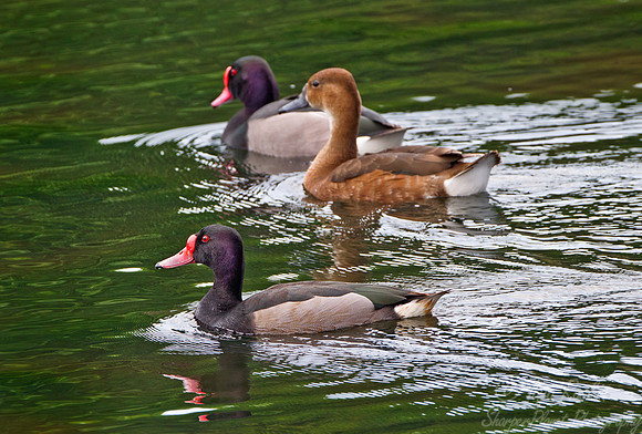 079 Rosy-billed Pochards ( Netta peposaca) - Argentina