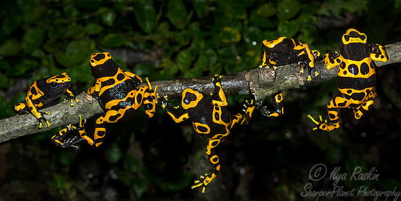 067 Dart Frogs (Dendrobates  leucomelas) - NJ