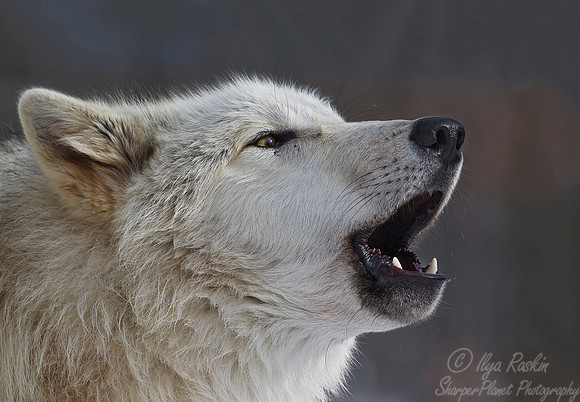 104 Gray Wolf (Canis lupus) - NJ