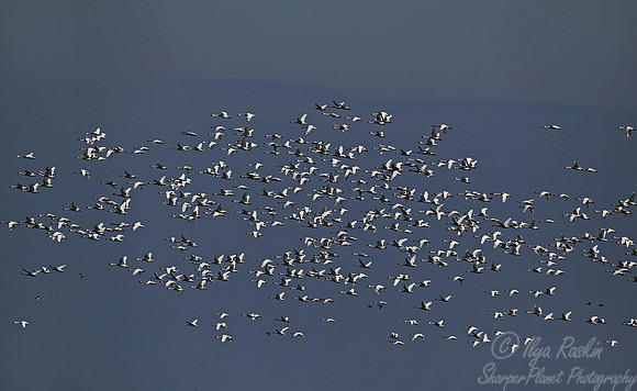 189 Mute Swans (Cygnus olor) - MD