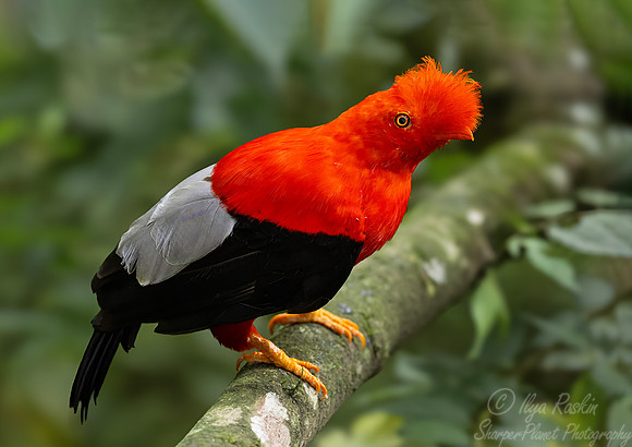 614 Andean cock-of-the-rock (Rupicola peruvianus) - Colombia cloud forest