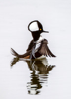 2015 NJ Ducks Edwin B. Forsythe NWR