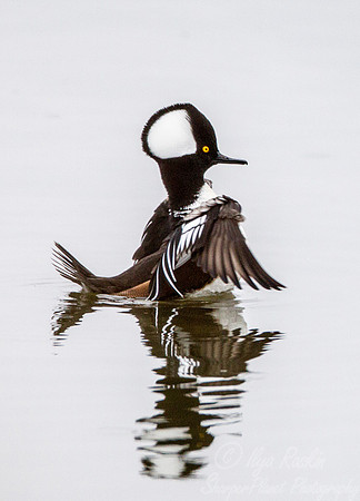 159 Hooded Merganser (Lophodytes cucullatus) - NJ
