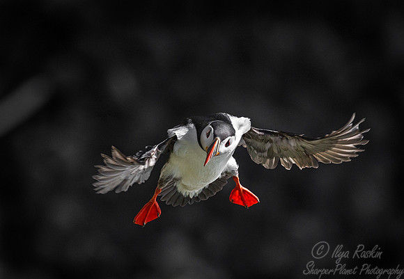 057 Atlantic Puffin (Fratercula arctica) - Iceland