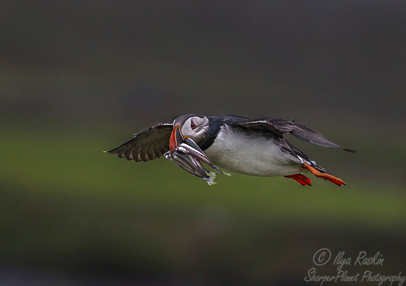 071 Atlantic Puffin (Fratercula arctica) - Iceland