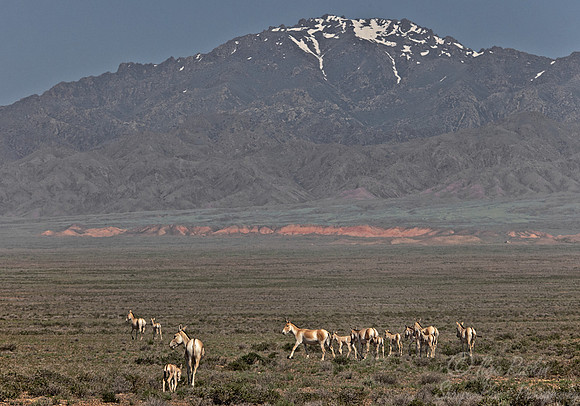 025_Onagers_ Wild Asian Asses_Altyn-Emel_Kazakhstan