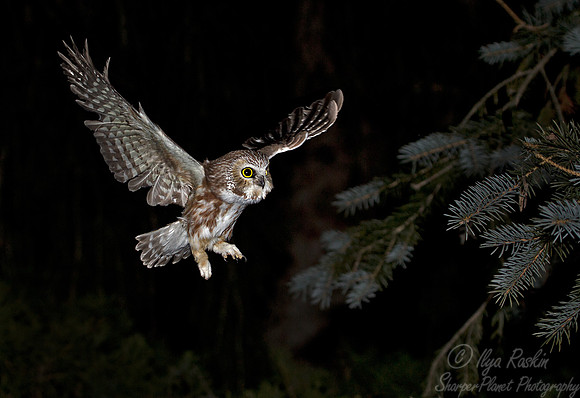 063 Northern Saw-whet Owl (Aegolius acadicus) - MD