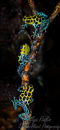 079 Dart Frogs (Ranitomeya imitator) - NJ