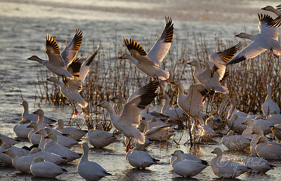 196 Snow Geese  (Chen caerulescens) - NJ